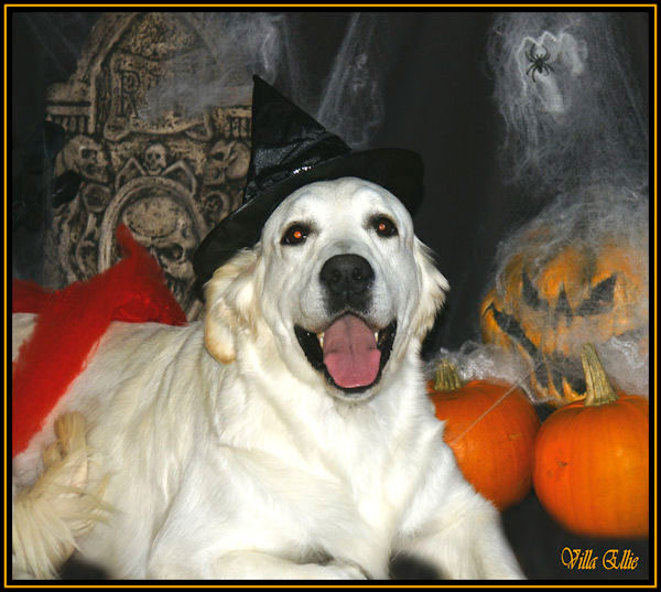 perro golden retriever de villa ellie